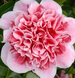 The Queen of Flowers?Peony Flower (Pack of 20)